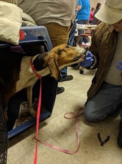 Kentucky Hounds